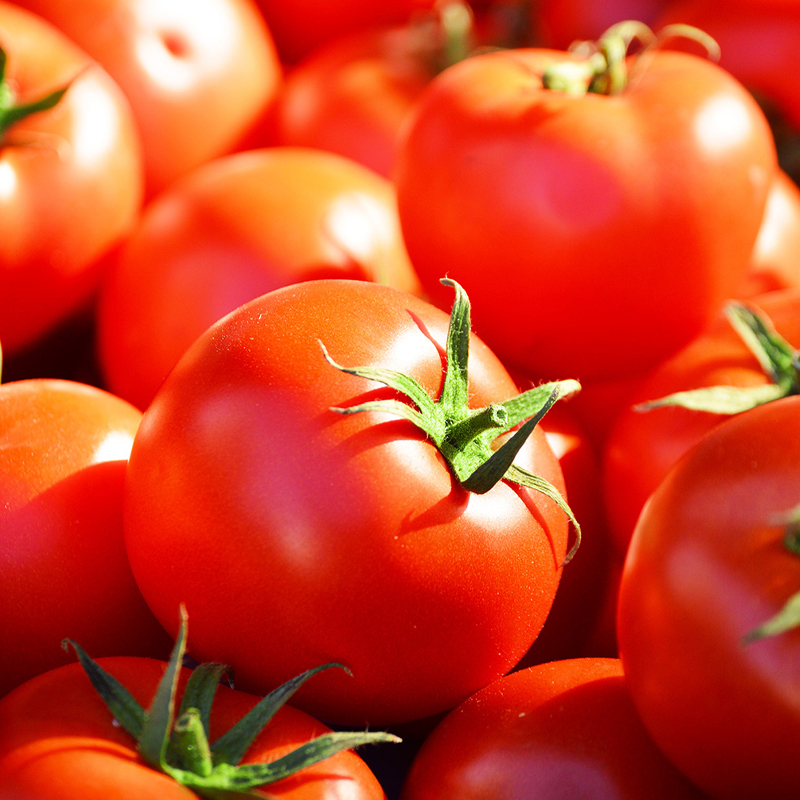 Tomates fraiches de la ferme '' CHICKEN AGRI'' panier de 5kg